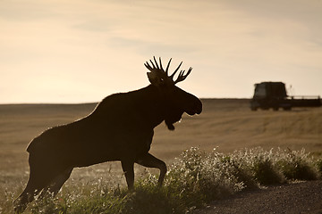 Image showing Prairie Moose