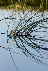 Image showing Prairie Grass