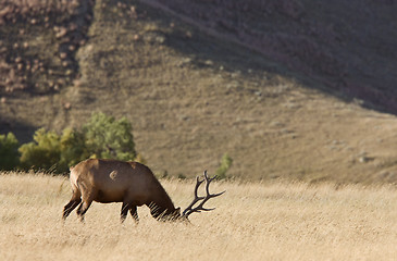 Image showing Bull Elk