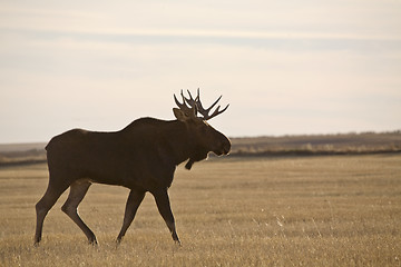 Image showing Prairie Moose