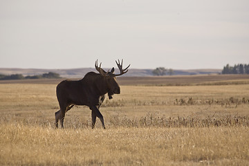 Image showing Prairie Moose