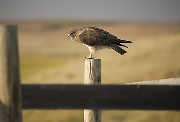 Image showing Swainson Hawk on Post