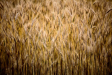 Image showing Close up ripened wheat