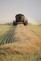 Image showing Combing Wheat