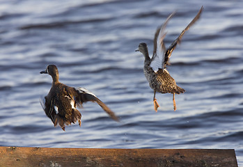 Image showing Blue Winged Teal