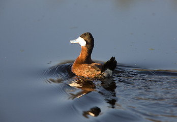 Image showing Ruddy Duck