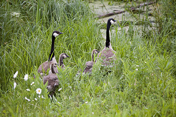 Image showing Canada Goose and Goslings