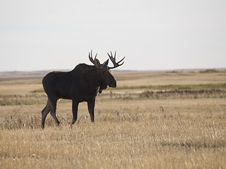 Image showing Prairie Moose