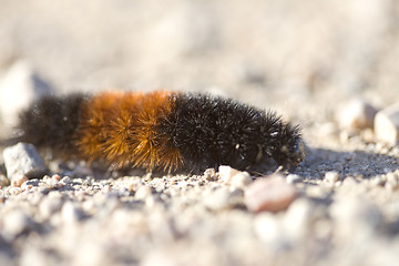Image showing Woolly Bear Caterpillar