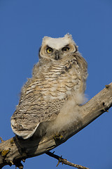 Image showing Great Horned Owl