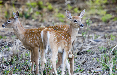 Image showing two young fawn deer