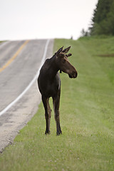 Image showing Young Bull Moose