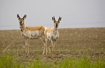 Image showing Pronghorn Antelope