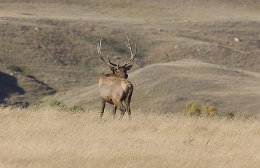 Image showing Bull Elk