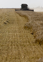 Image showing Harvest Combining Saskatchewan