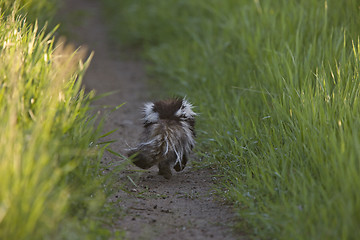 Image showing Skunk running