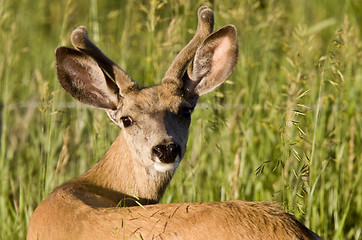 Image showing Close Up Deer