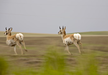 Image showing Pronghorn Antelope