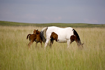 Image showing Horse mare and colt Saskatchewan Field