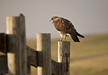 Image showing Swainson Hawk on Post