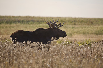 Image showing Prairie Moose