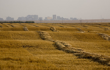 Image showing Harvest Swathes