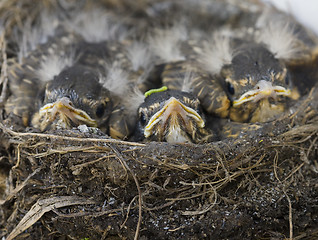 Image showing Baby Robins