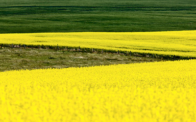 Image showing Canola Crop