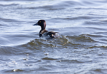 Image showing Ring-necked Duck