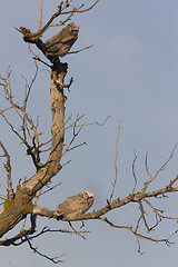 Image showing two Great Horned Owl