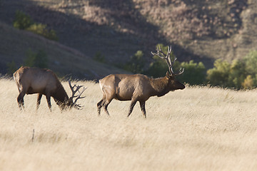 Image showing Bull Elk