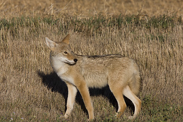 Image showing Coyote Saskatchewan