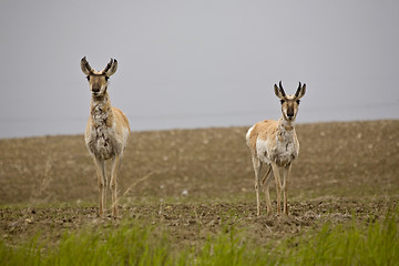 Image showing Pronghorn Antelope