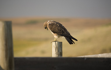 Image showing Swainson Hawk on Post