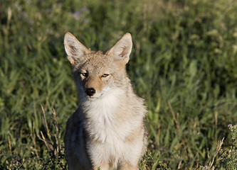 Image showing Coyote Saskatchewan