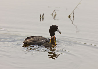 Image showing American Coot Waterhen