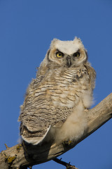 Image showing Great Horned Owl