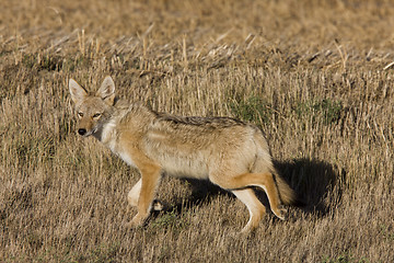 Image showing Coyote Saskatchewan