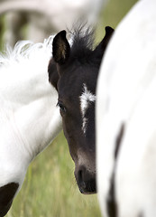 Image showing Horse mare and colt Saskatchewan Field