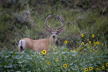 Image showing Large Deer Buck