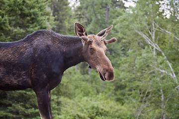 Image showing Young Bull Moose