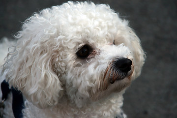 Image showing Bichon Frisè