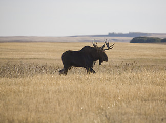 Image showing Prairie Moose