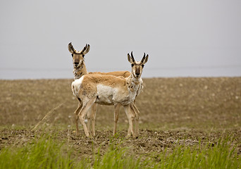 Image showing Pronghorn Antelope