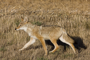 Image showing Coyote Saskatchewan