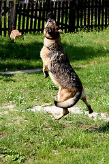 Image showing Jumping Sheep-dog