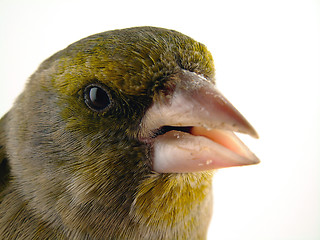 Image showing Bird portrait