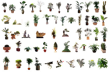 Image showing collection of flower houseplants