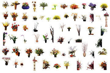 Image showing collection of flower houseplants