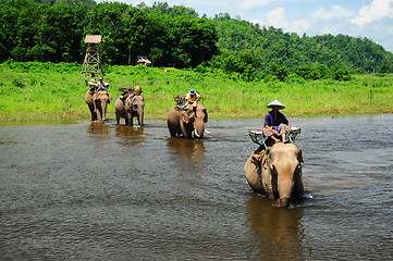 Image showing elephants in Thailand